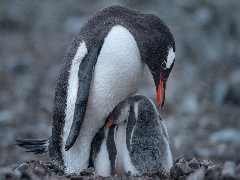 b玻璃试管（试管查有炎症）